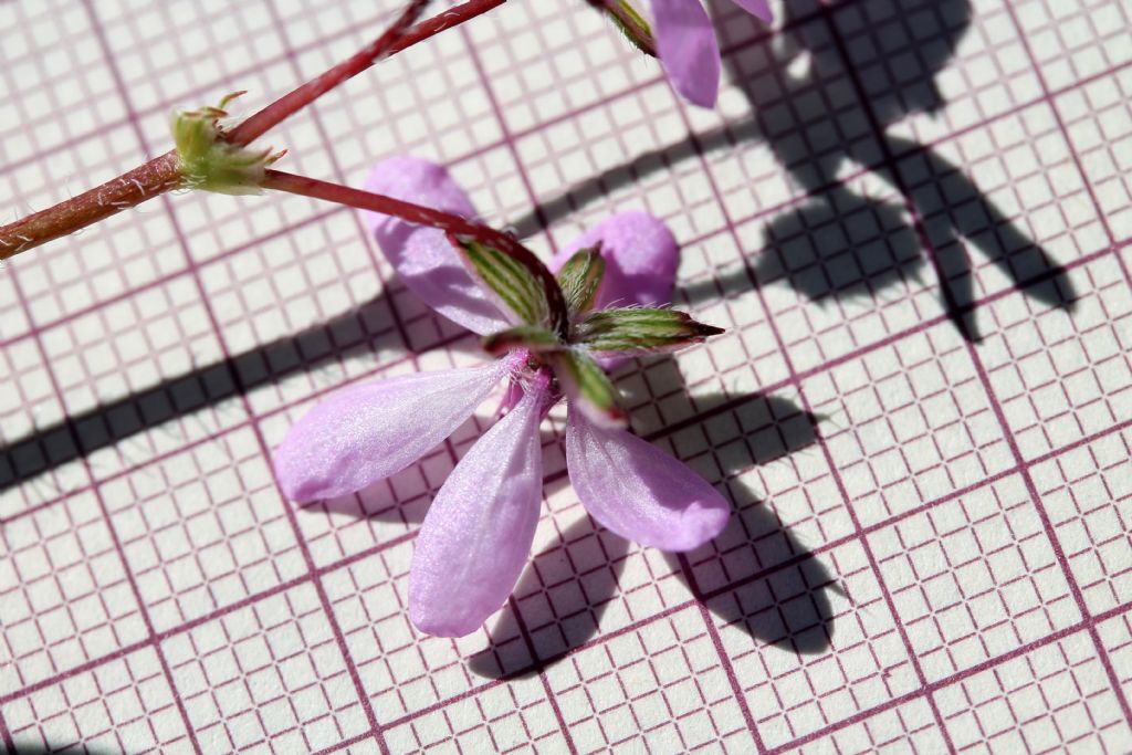 Erodium cicutarium